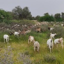 Profile picture of ‌افق‌