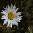Profile picture of ‌M_chamandeh‌