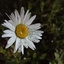 Profile picture of ‌M_chamandeh‌