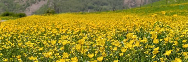 ‌این عمار‌'s header picture