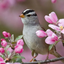 Profile picture of ‌سید آذری‌
