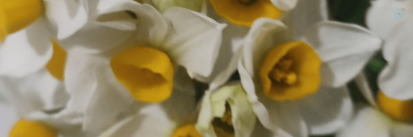 ‌مریم صفرزاده‌'s header picture