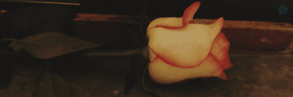‌Zahra talei‌'s header picture