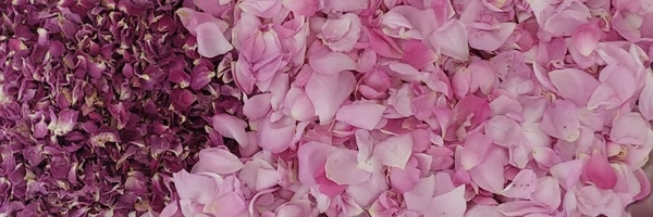 ‌شیخ رضا احمدی‌'s header picture