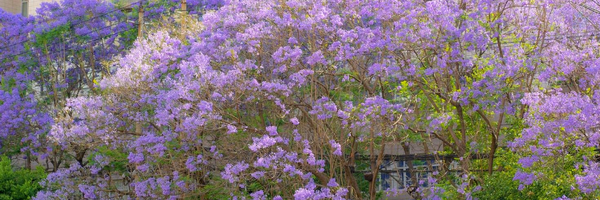 ‌پرپل نگار..💜‌'s header picture