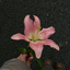 Profile picture of ‌Fatemeh‌