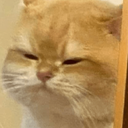 Profile picture of ‌گوربا نارنجی 🐈‌