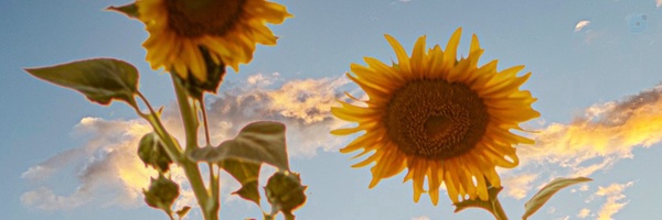 ‌گل آفتابگردون🌻‌'s header picture