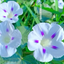 Profile picture of ‌سارا سعیدی‌