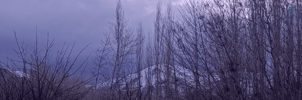 ‌Roya‌'s header picture