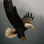 Profile picture of ‌Eagle53 High mountains‌