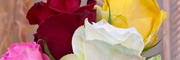 ‌صالحی زاده‌'s header picture