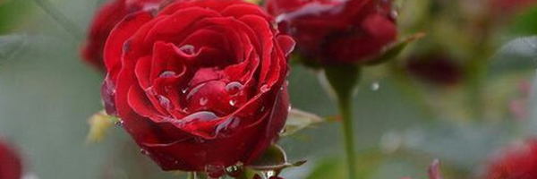 ‌یلدا زح‌'s header picture