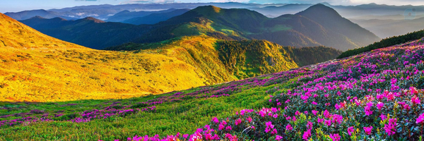 ‌علی‌'s header picture