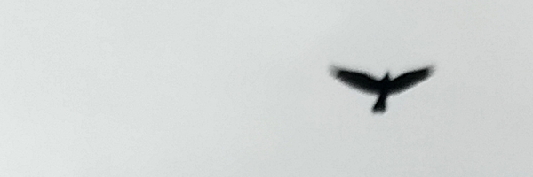 ‌J O K E R‌'s header picture