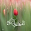 Profile picture of ‌محمد حسین‌