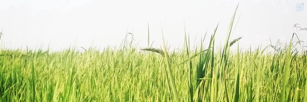 ‌صدیقه قنبری‌'s header picture