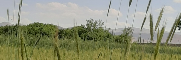 ‌سید۲۱۰‌'s header picture