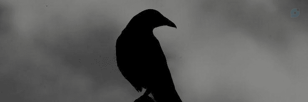 ‌کلاغ سیاه‌'s header picture