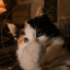 Profile picture of ‌هِترو‌