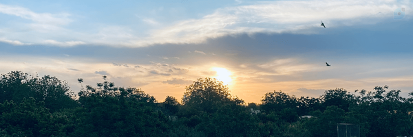 ‌Raha Imani‌'s header picture
