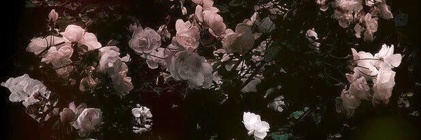 ‌سَس سیز‌'s header picture