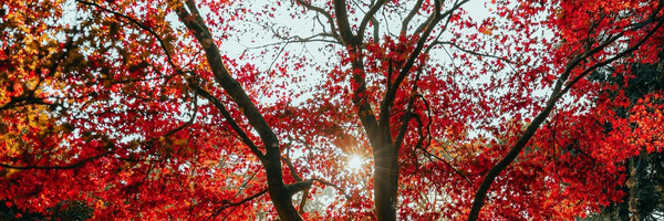 ‌Mehrnaz‌'s header picture