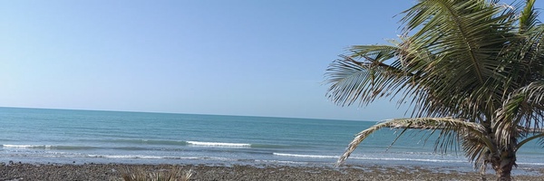 ‌محمد رضا چاوشی‌'s header picture