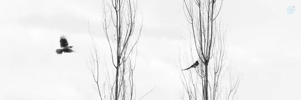 ‌Saeid Shojaei‌'s header picture
