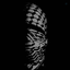 Profile picture of ‌.Z.Z.‌