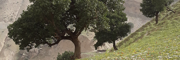 ‌سید رشید شاهچراغ‌'s header picture