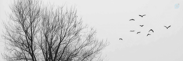 ‌Rowshanak‌'s header picture