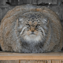 Profile picture of ‌Meow‌
