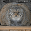 Profile picture of ‌Meow‌