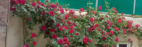 ‌M B‌'s header picture