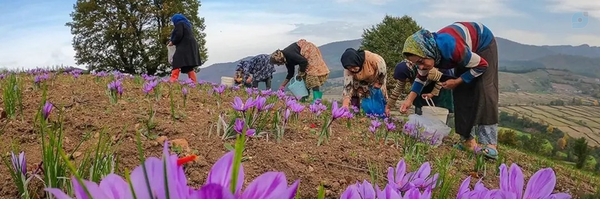 ‌سمیه اسماعیلی کیا‌'s header picture