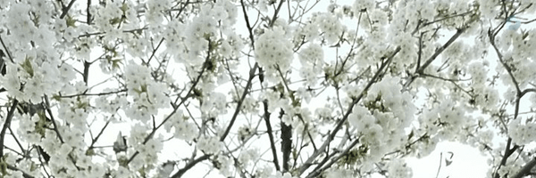 ‌ALIREZA‌'s header picture