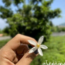 Profile picture of ‌شمیم‌