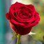 Profile picture of ‌جسی‌