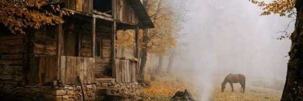 ‌Sepideh mehrali‌'s header picture