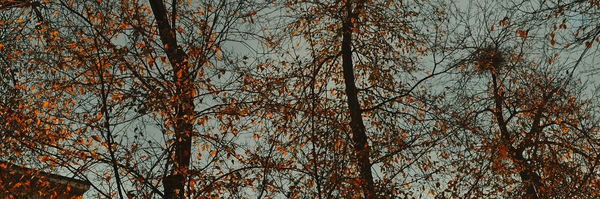 ‌nastaran nazari‌'s header picture