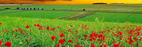 ‌میرزا ابوالقاسم غیاثی زارچ‌'s header picture