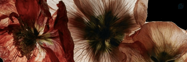 ‌بیول‌'s header picture