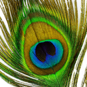 Profile picture of ‌مهدی یار‌