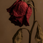 Profile picture of ‌آقای ملیجک‌