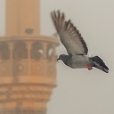 Profile picture of ‌امیررضا محرابی فر‌