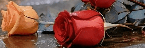 ‌Mehrgan Mahmoodi‌'s header picture