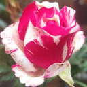 Profile picture of ‌سید‌