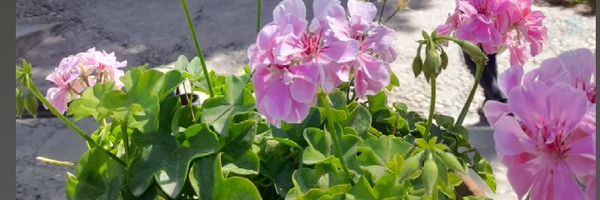 ‌Betiiii Ashegh‌'s header picture