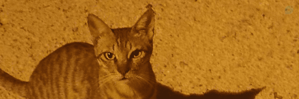 ‌biscuit‌'s header picture